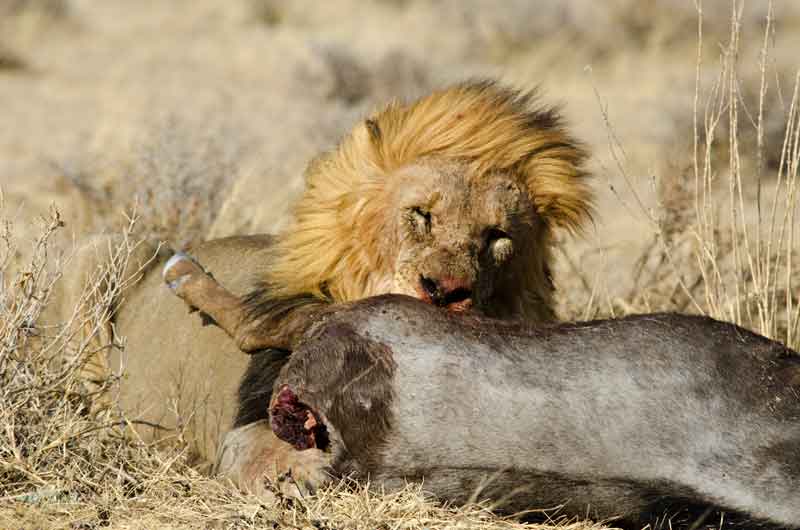 23 - Namibia - leones comiendo - parque nacional de Etosha